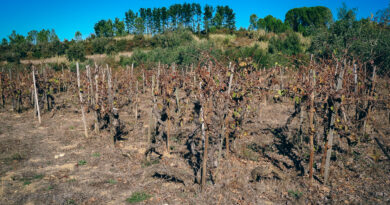 Video: with Filipa Pato in her old vineyards in Bairrada, Portugal, which she farms with the help of pigs Video: with Filipa Pato in her old vineyards in Bairrada, Portugal, which she farms with the help of pigs
