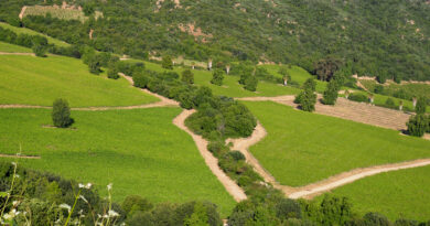 Visiting Montes, a major Chilean winery who are making the switch to regenerative viticulture